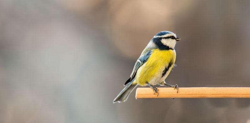 Imkergut und Bergland Propolis Pflegeprodukte